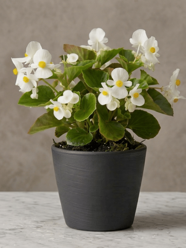 Begonia semperflorens